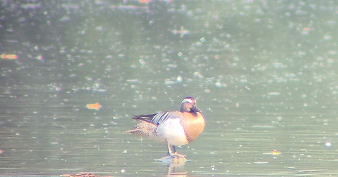 Marzaiola  - Alessio Mannello