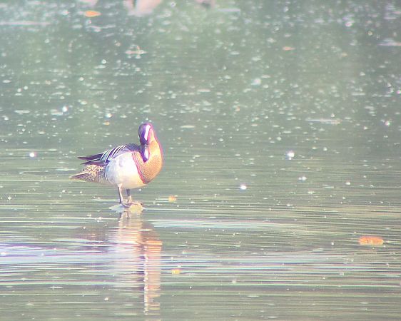 Garganey  - Alessio Mannello