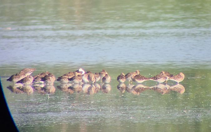 Combattente  - Alessio Mannello