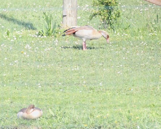 Oca egiziana  - Alessio Mannello