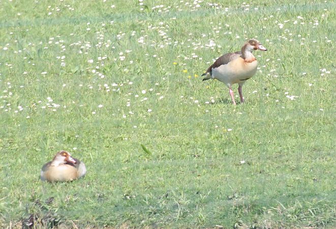 Ouette d'Égypte  - Alessio Mannello