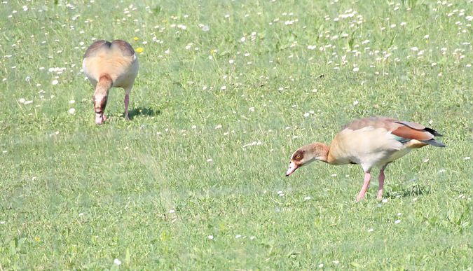 Oca egiziana  - Alessio Mannello