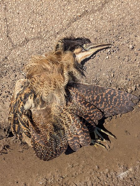 Tarabuso  - Peppe D'ambrosio