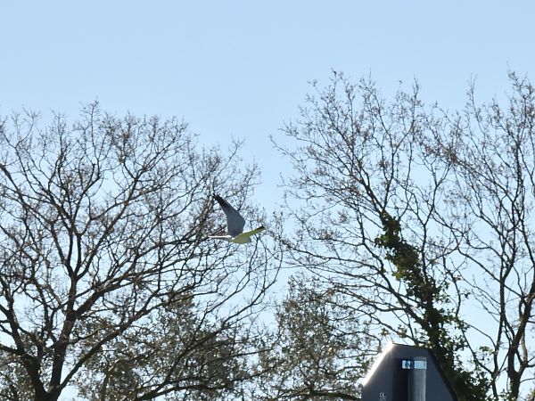 Albanella pallida  - Peppe D'ambrosio