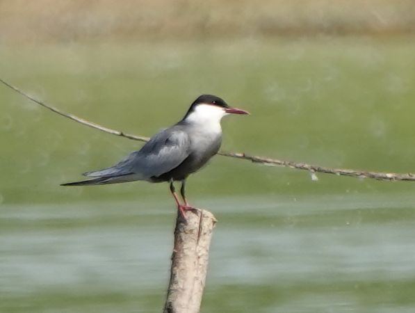 Mignattino piombato  - William Coleman