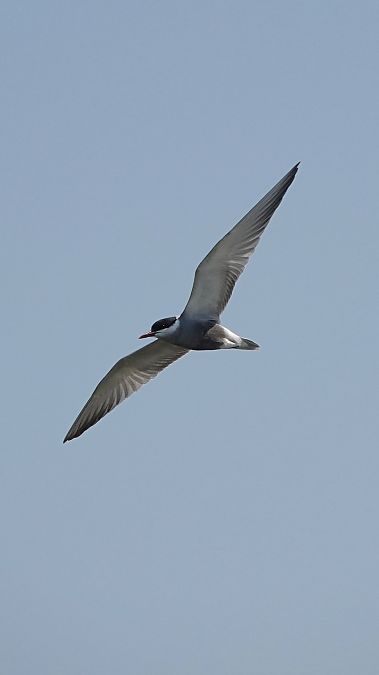 Mignattino piombato  - William Coleman