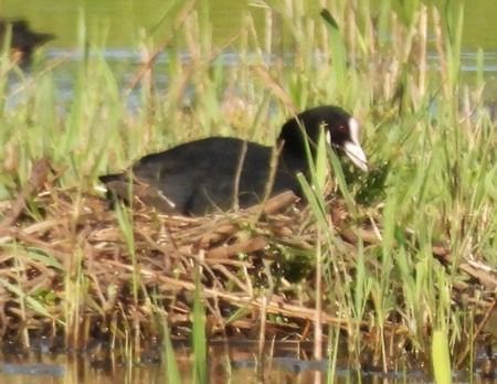 Folaga  - Patrizio Gigli