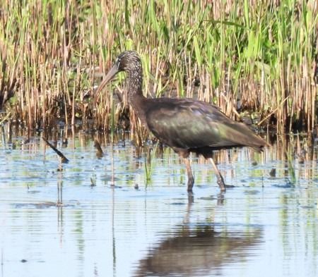 Mignattaio  - Patrizio Gigli