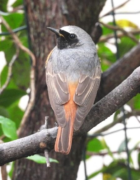 Codirosso  - Patrizio Gigli