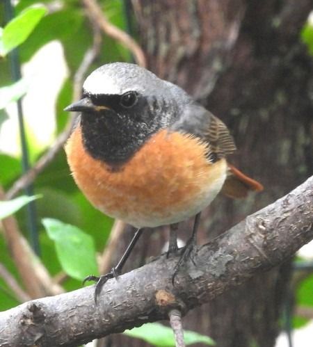 Gartenrotschwanz  - Patrizio Gigli