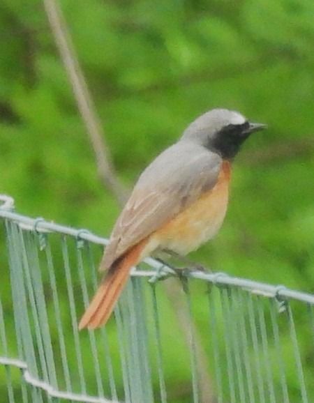 Codirosso  - Patrizio Gigli