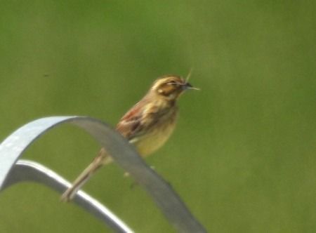 Zigolo nero  - Patrizio Gigli