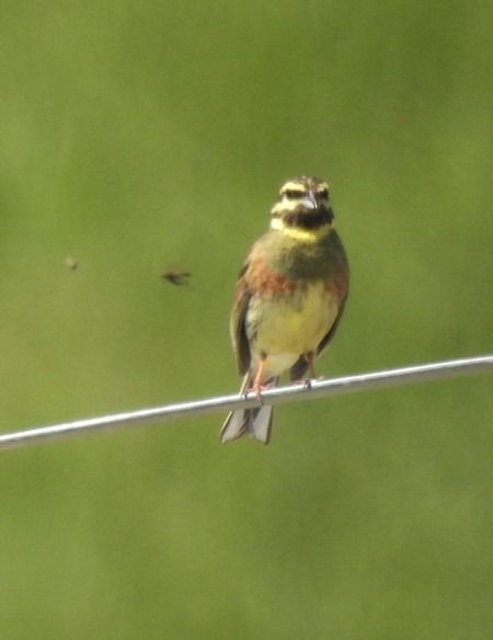 Zigolo nero  - Patrizio Gigli