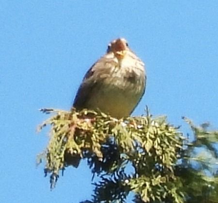 Strillozzo  - Patrizio Gigli
