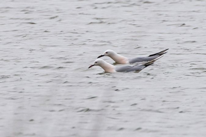Gabbiano roseo  - Heinrich Malina