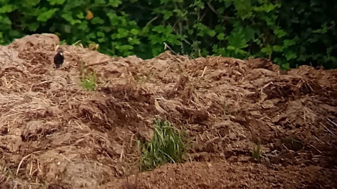 Stiaccino  - Daniele Ronconi