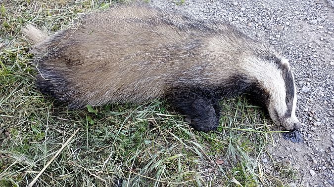 Tasso  - Daniele Ronconi