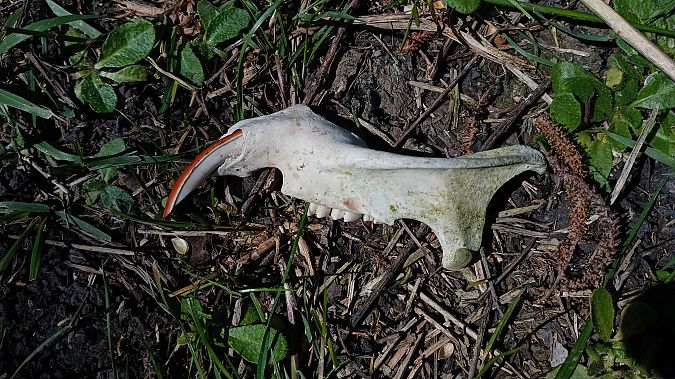 Nutria  - Daniele Ronconi