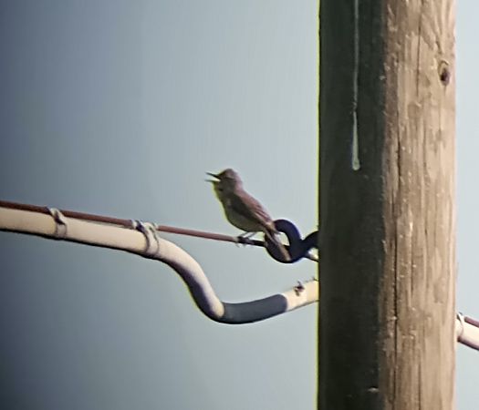 Canapino comune  - Daniele Ronconi