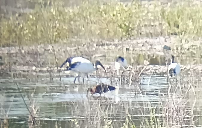 Mignattaio  - Daniele Ronconi