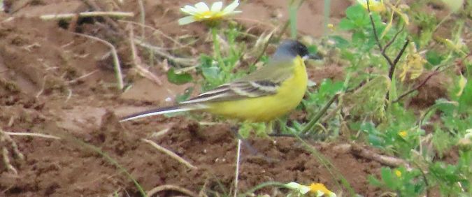 Cutrettola capocenerino  - Alfonso Maffezzoli
