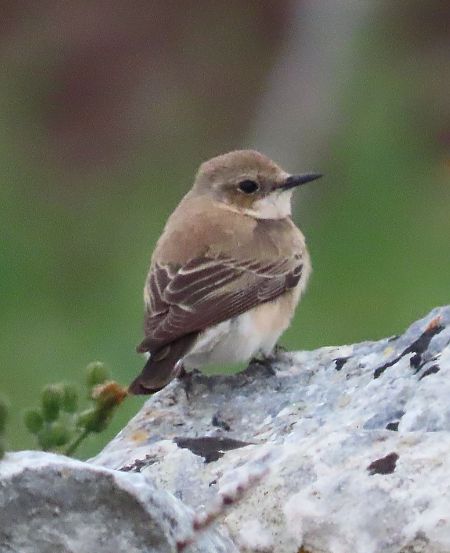 Monachella occidentale / orientale  - Alfonso Maffezzoli
