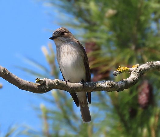 Pigliamosche  - Alfonso Maffezzoli