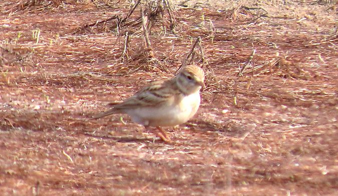 Calandrella  - Alfonso Maffezzoli