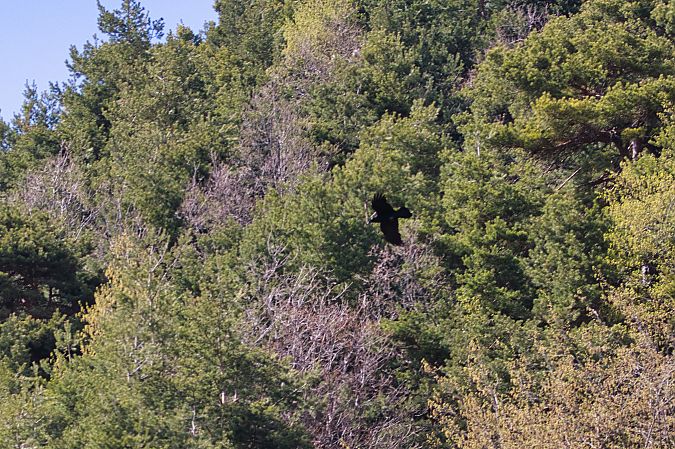 Corvo imperiale  - Maria Giovanna Casanova