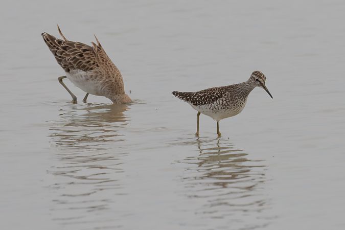 Piro-piro boschereccio 