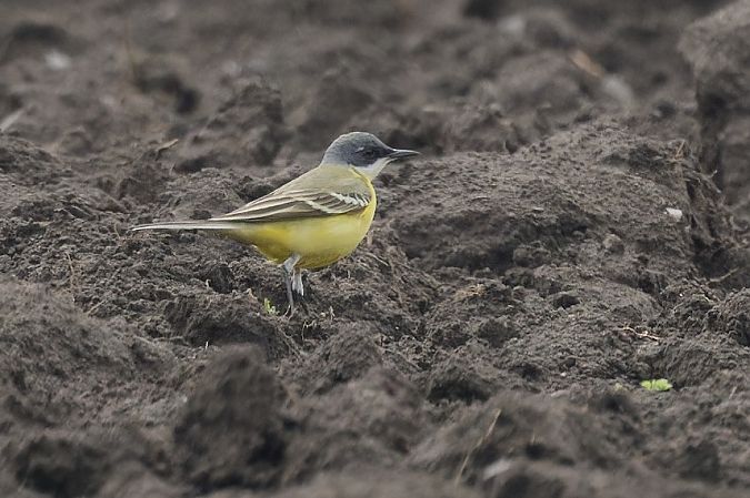 Cutrettola capocenerino 