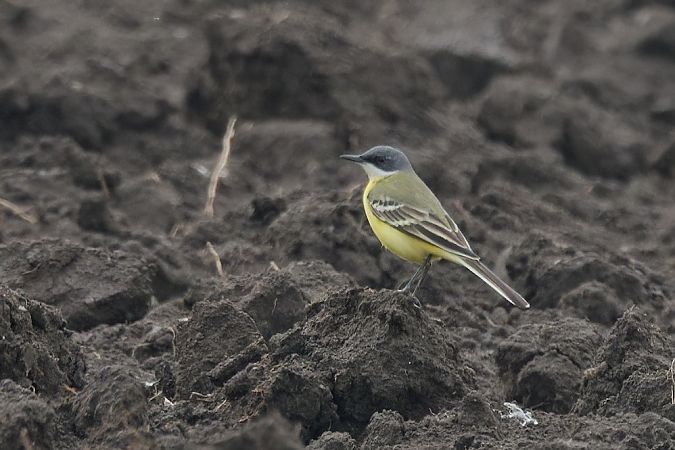 Cutrettola capocenerino 