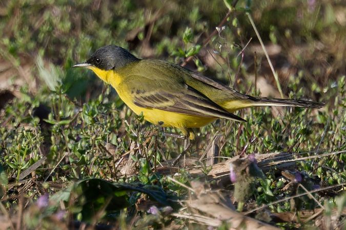 Cutrettola caposcuro 