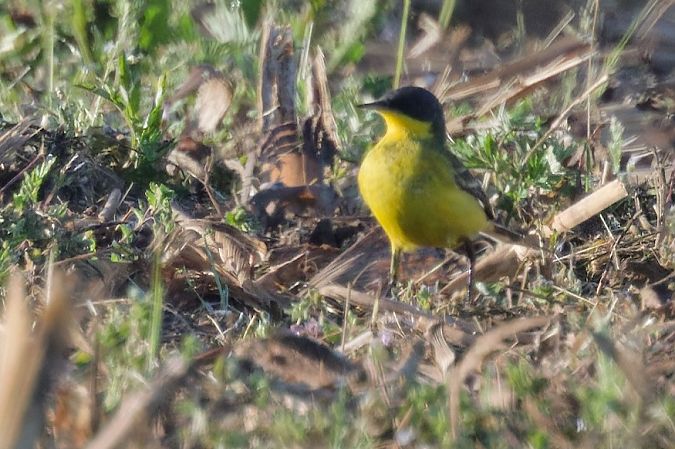 Cutrettola caposcuro 