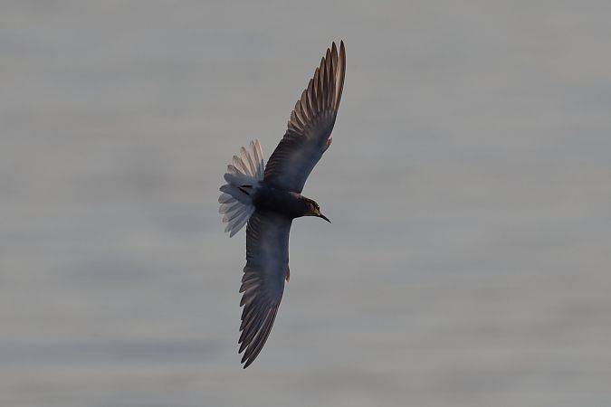 Black Tern 