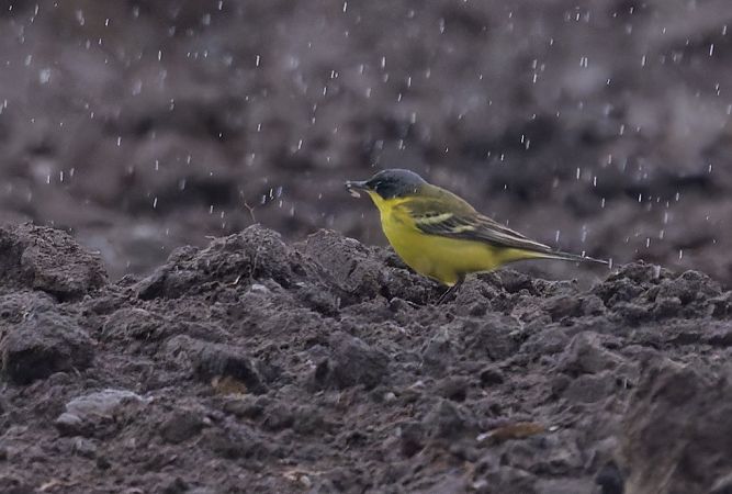 Cutrettola caposcuro 