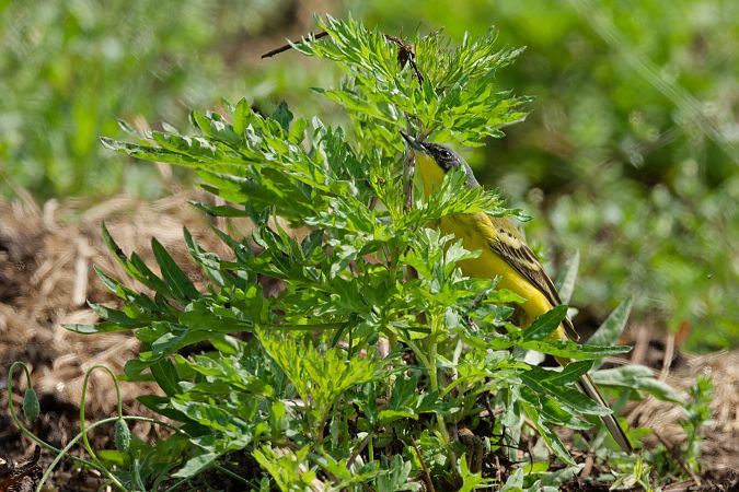 Cutrettola caposcuro 