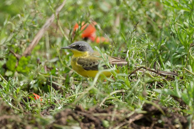 Cutrettola caposcuro 