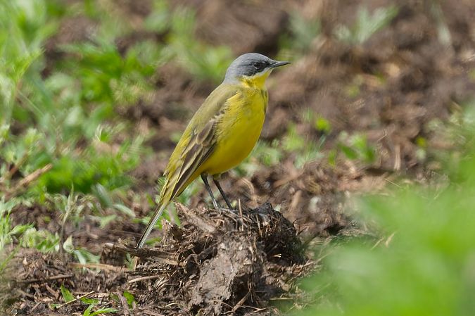 Cutrettola caposcuro 