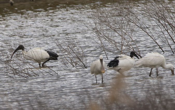 Ibis sacro  - Mauro Golfetto