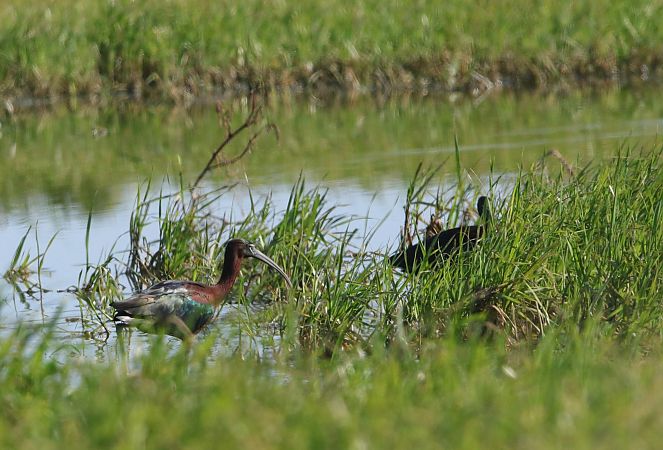 Mignattaio  - Mauro Golfetto