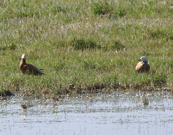 Casarca  - Mauro Golfetto