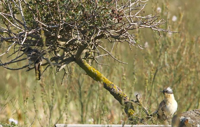 Cuculo dal ciuffo  - Mauro Golfetto