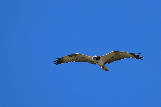 Falco pescatore  - Ernesto Giovanni Occhiato