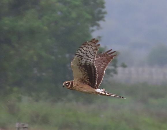 Albanella pallida  - Ernesto Giovanni Occhiato