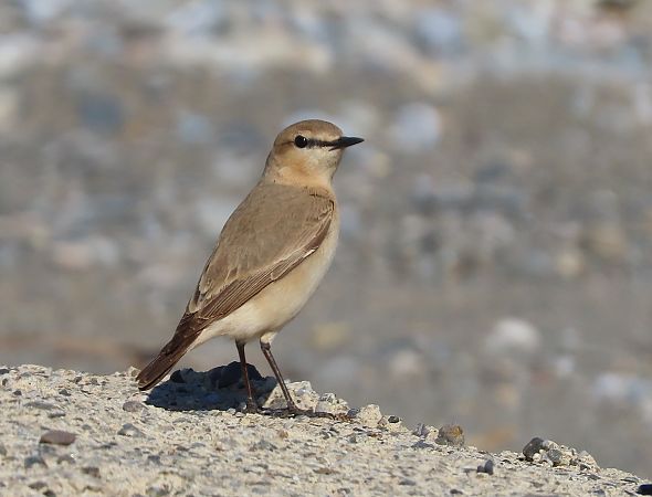 Culbianco isabellino  - Ernesto Giovanni Occhiato