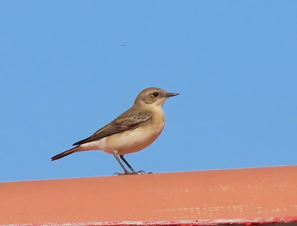 Monachella orientale  - Ernesto Giovanni Occhiato