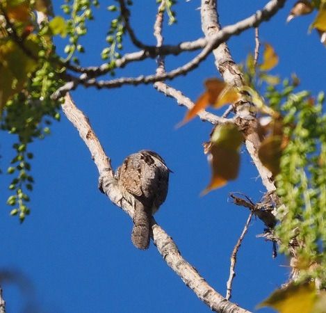 Torcicollo  - Lotte Eisenstecken