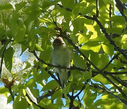 Luì bianco  - Lotte Eisenstecken
