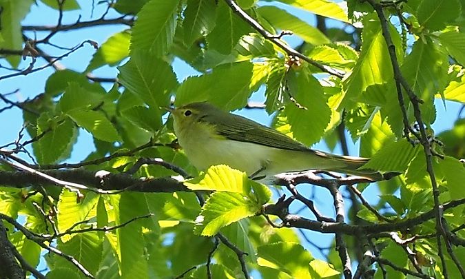 Luì bianco  - Lotte Eisenstecken